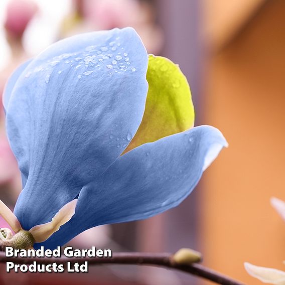 Magnolia acuminata 'Blue Opal'