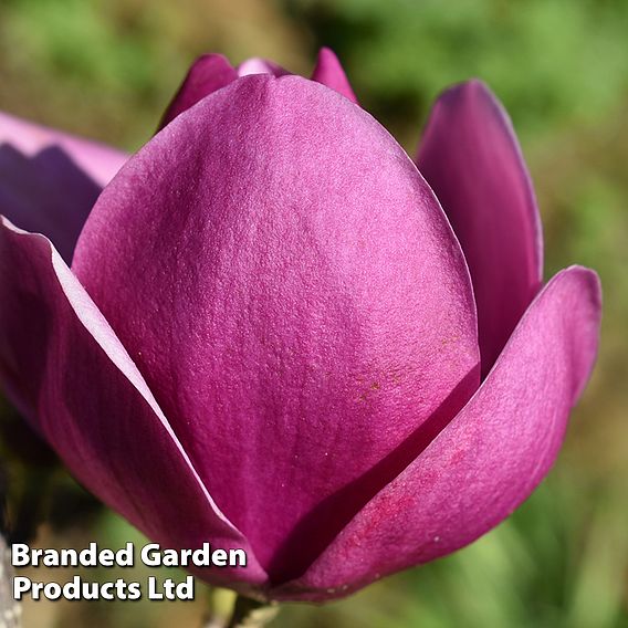 Magnolia 'Cleopatra'