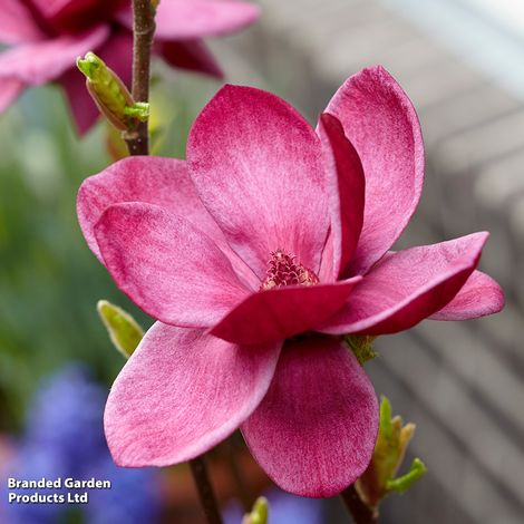 Magnolia 'Genie'