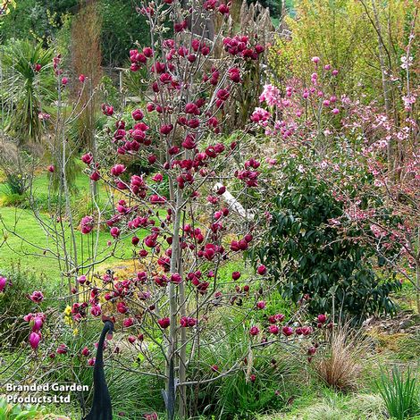 Magnolia 'Genie'