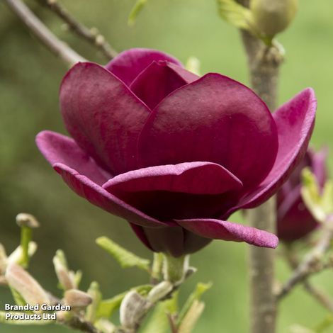 Magnolia 'Genie'