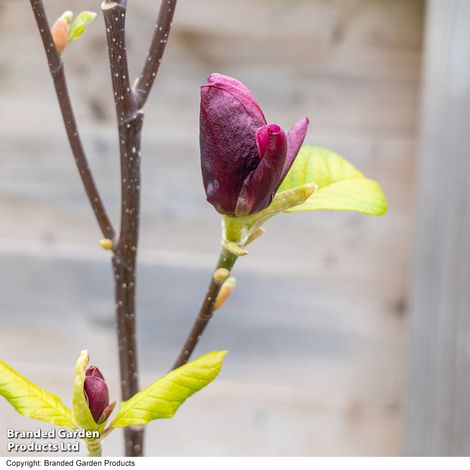 Magnolia 'Genie'