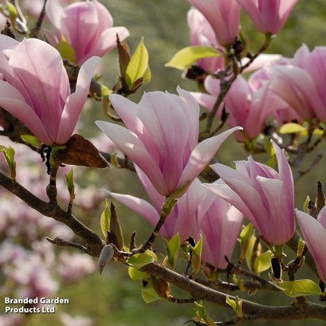 Magnolia 'Heaven Scent'