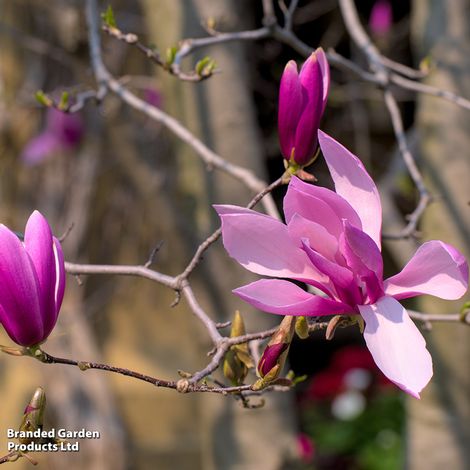 Magnolia liliiflora