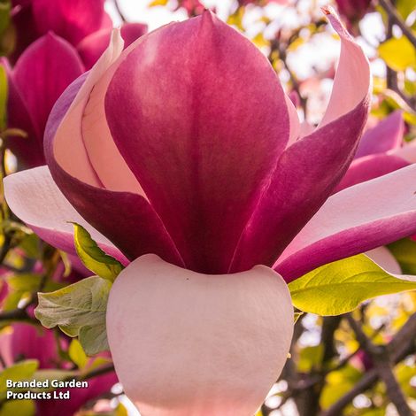 Magnolia liliiflora