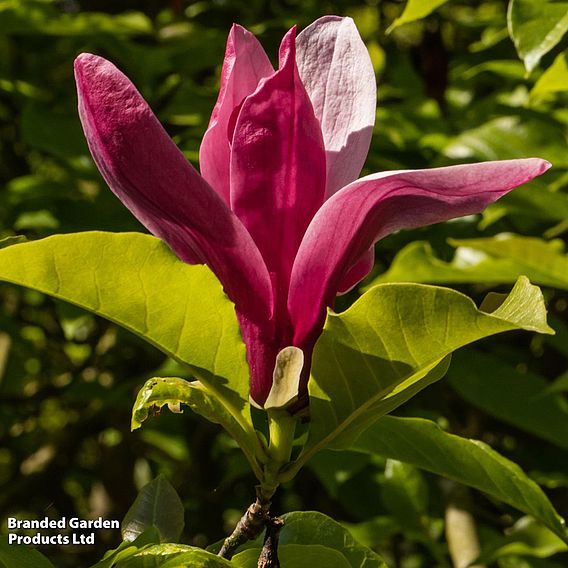Magnolia liliflora 'Nigra'