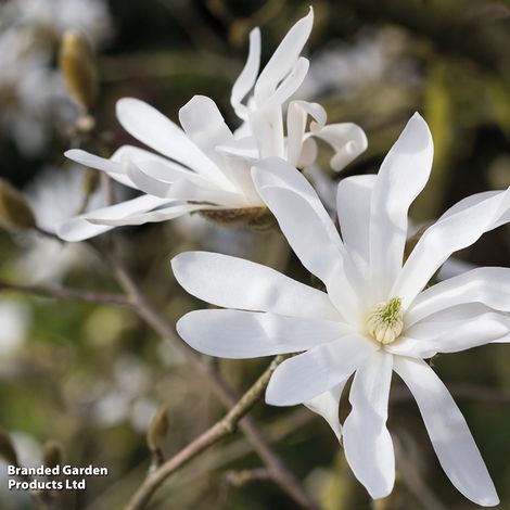 Magnolia stellata