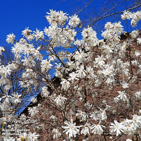 Magnolia stellata