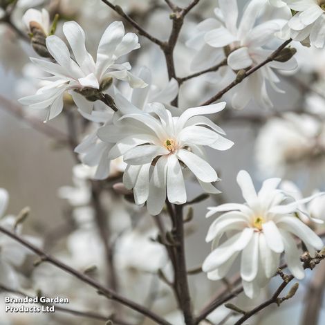 Magnolia stellata