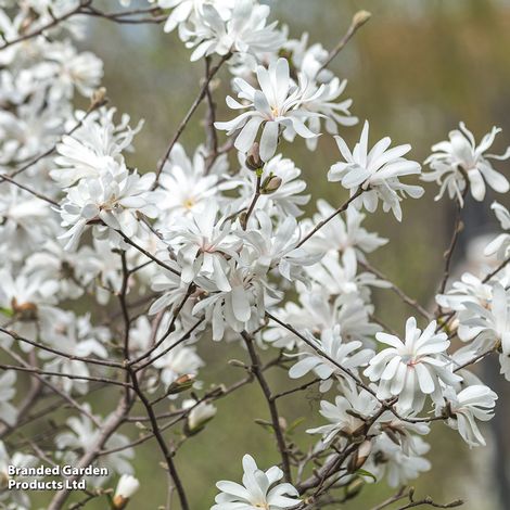 Magnolia stellata