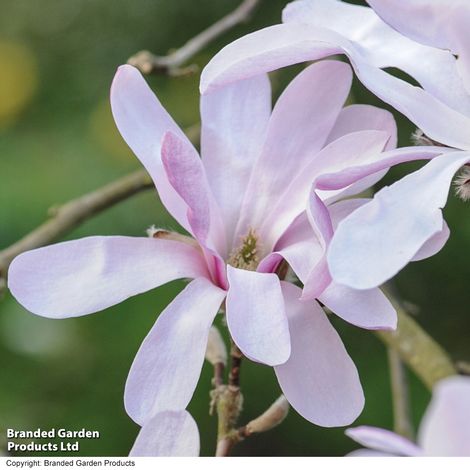 Magnolia stellata 'Rosea'