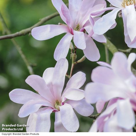 Magnolia stellata 'Rosea'