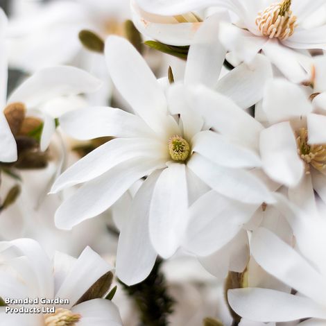 Magnolia stellata 'Royal Star'