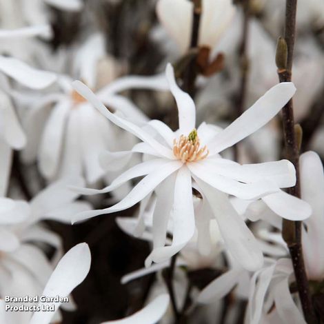 Magnolia stellata 'Royal Star'