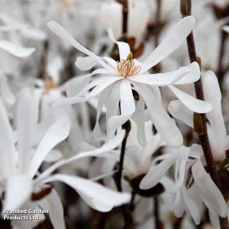 Magnolia stellata 'Royal Star'