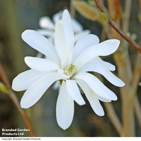 Magnolia stellata 'Royal Star'