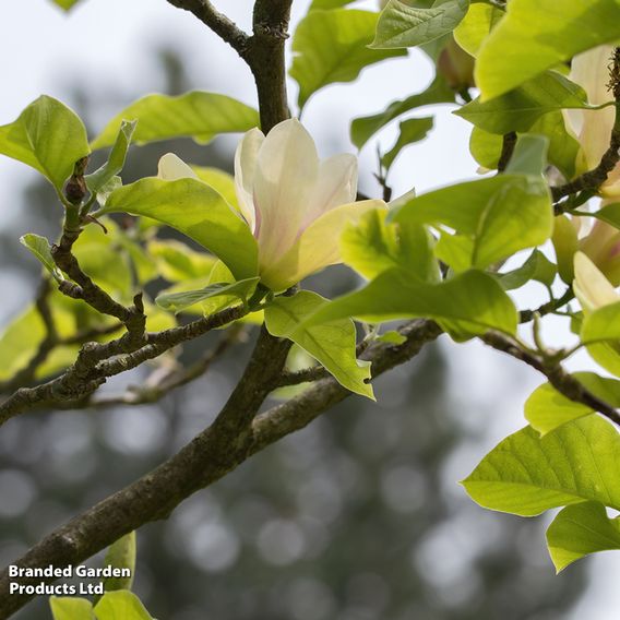 Magnolia 'Sunsation'