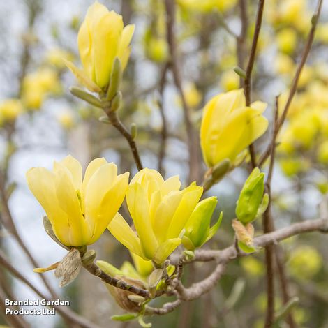 Magnolia x brooklynensis 'Yellow Bird'