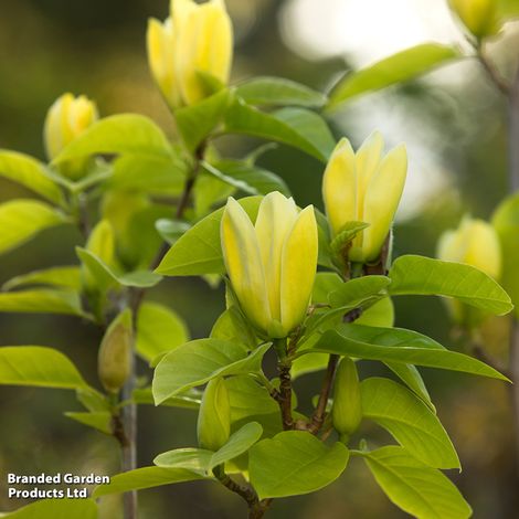 Magnolia x brooklynensis 'Yellow Bird'