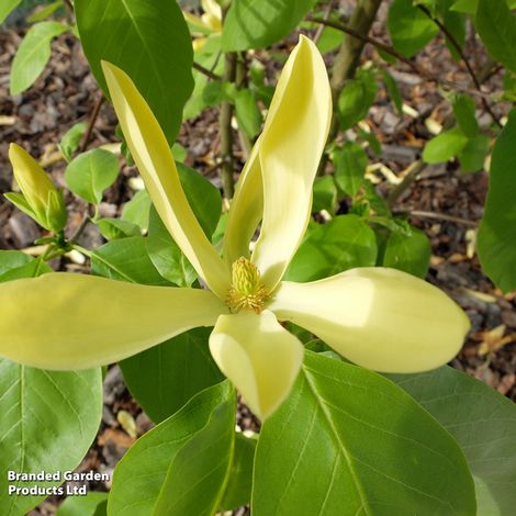 Magnolia x brooklynensis 'Yellow Bird'