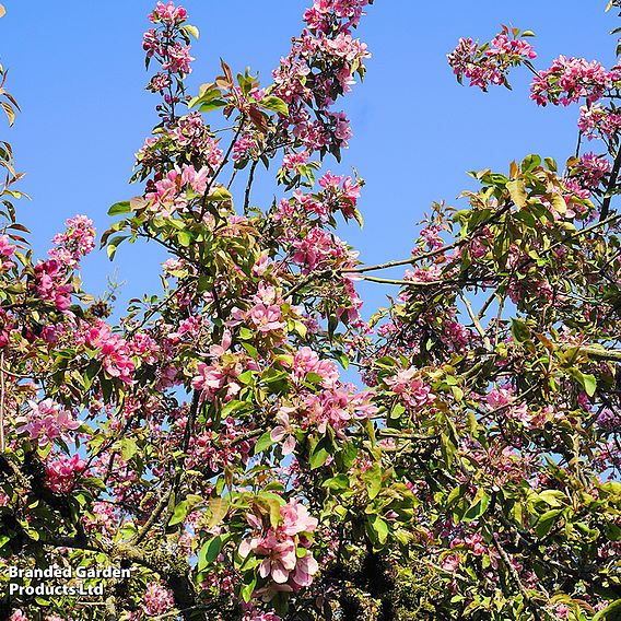 Crab Apple 'Royalty'