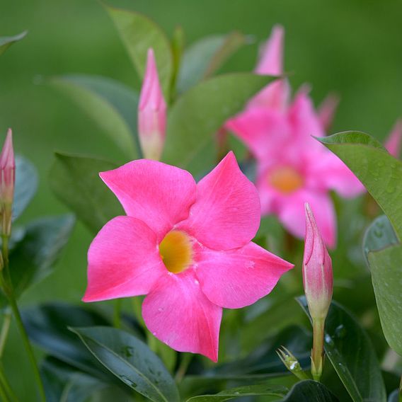 Mandevilla sanderi 'Bloom Bells® Pink' | Suttons