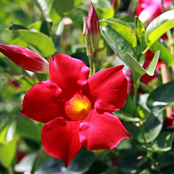 Mandevilla sanderi 'Bloom Bells® Red'