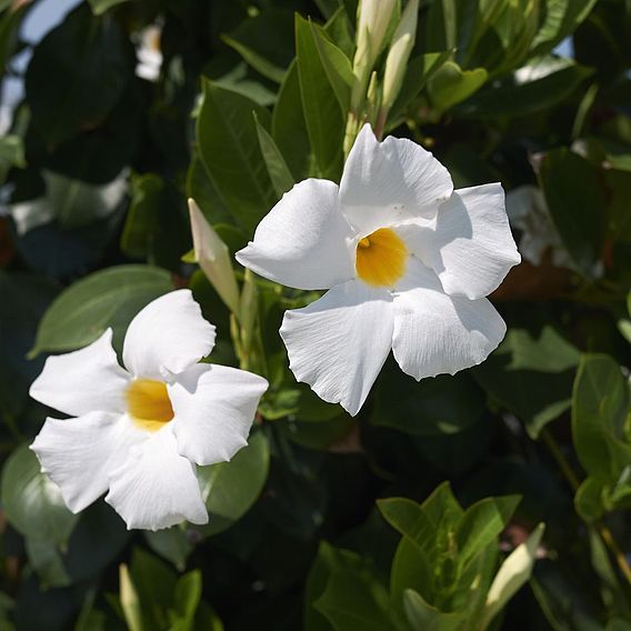 Mandevilla sanderi 'Bloom Bells® White'