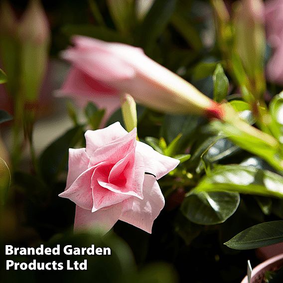 Mandervilla 'Sundaville Double Blush Pink'