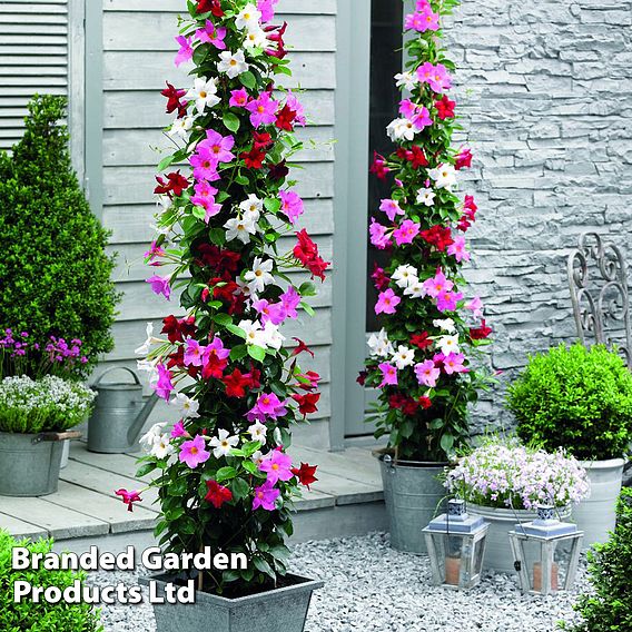 Mandevilla sanderi 'Bloom Bells®' Trio