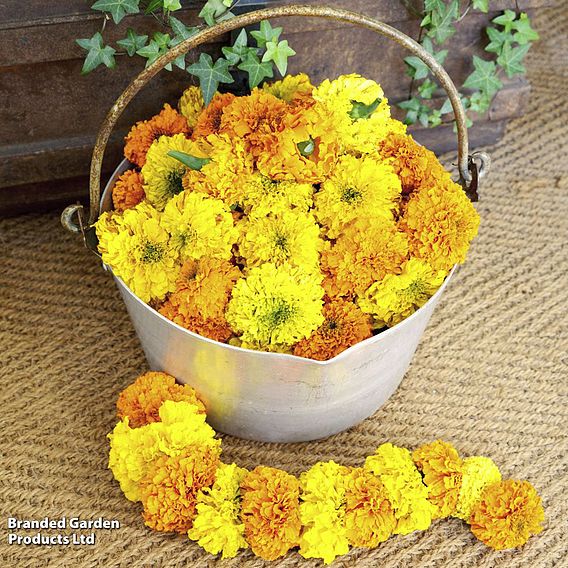 Marigold Indian 'Kushi' - Seeds