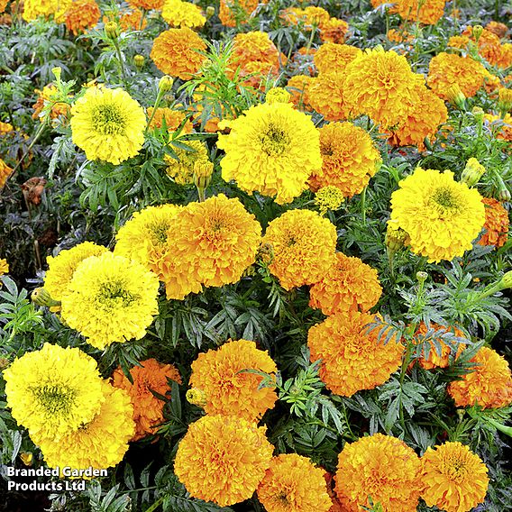 Marigold Indian 'Kushi' - Seeds