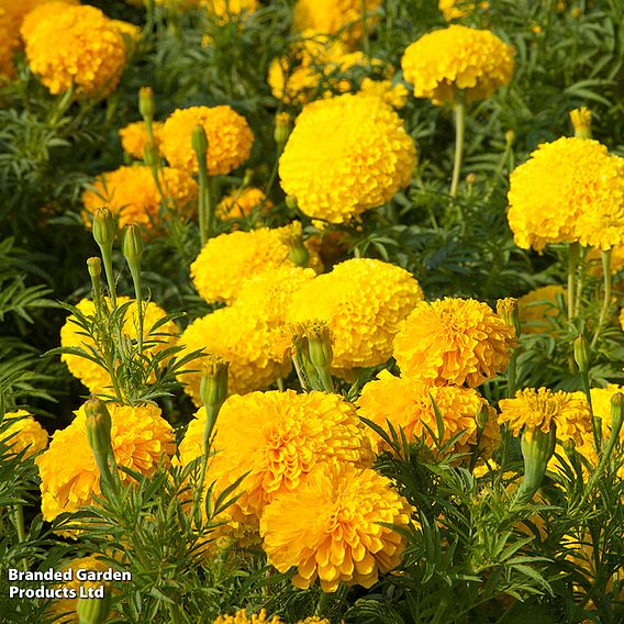 Marigold Indian 'Kushi' - Seeds