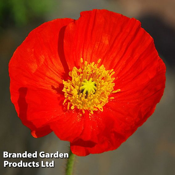 Meconopsis napaulensis