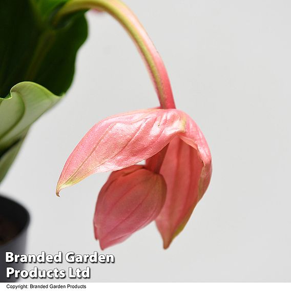 Medinilla magnifica 'Flamenco'