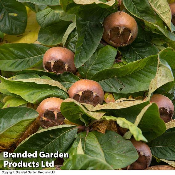 Medlar 'Nottingham'