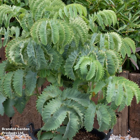 Melianthus major 'Antonow's Blue'