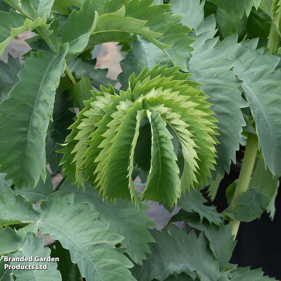 Melianthus major 'Antonow's Blue'