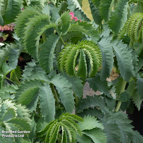 Melianthus major 'Antonow's Blue'