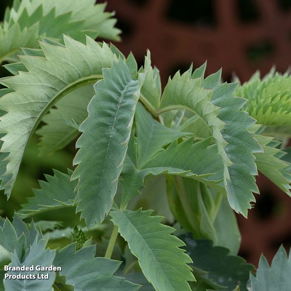 Melianthus major 'Antonow's Blue'