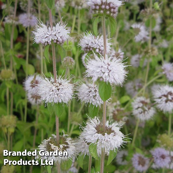 Mentha pulegium (Marginal Aquatic)