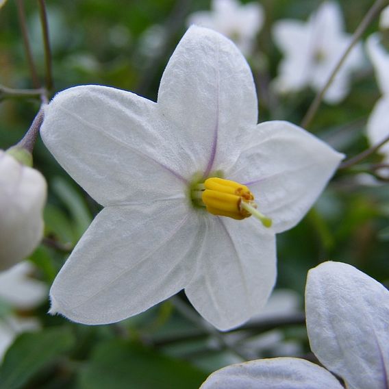 Solanum jasminoides 'Album'