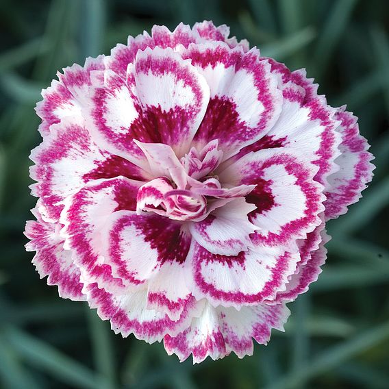 Dianthus 'Gran's Favourite'