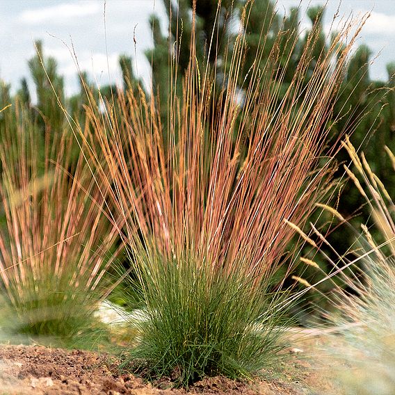 Festuca 'Sunrise'