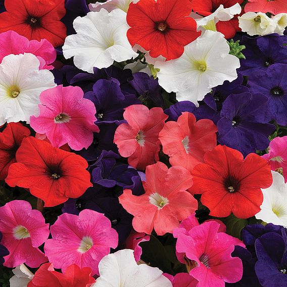 Petunia 'Express Mixed'