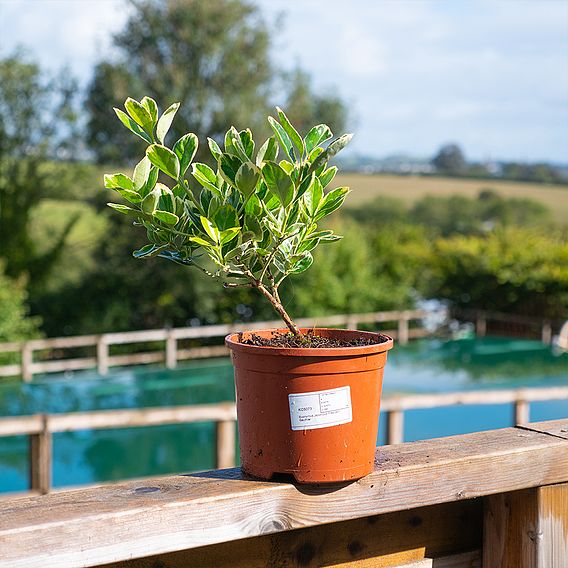 Euonymus japonicus 'President Gauthier'