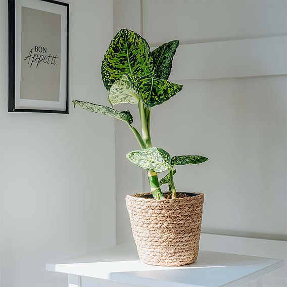 Dieffenbachia 'Reflector'