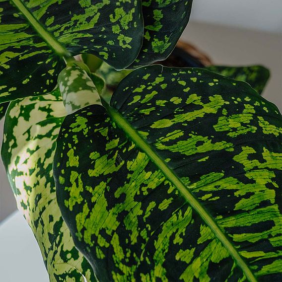 Dieffenbachia 'Reflector'