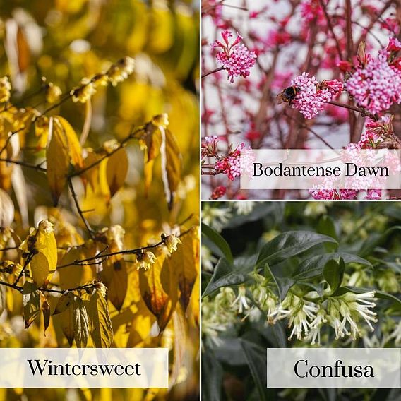 Fragrant Winter Shrub Collection