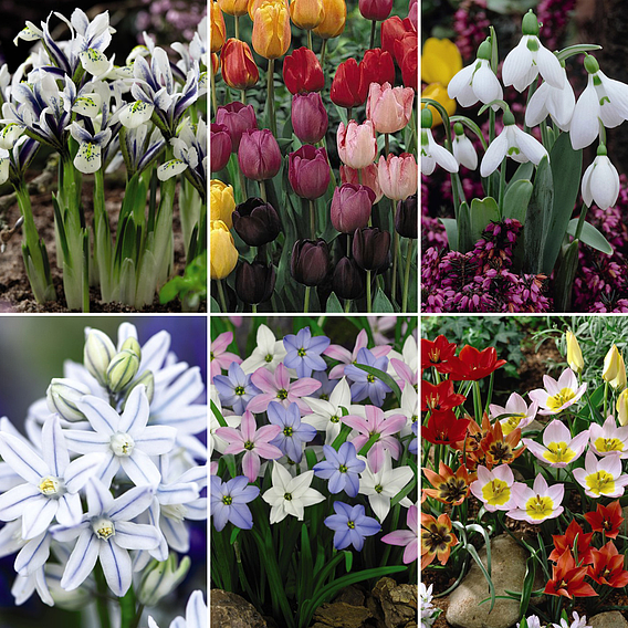 Spring Bulb Bonanza